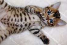 Beautiful Bengal Kittens Available Image eClassifieds4u 3