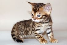 Beautiful Bengal Kittens Available Image eClassifieds4u 3