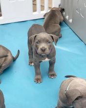 Lovely Cute Blue Nose Pitbull Puppies For Adoption