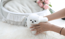 Toy face Teacup Pomeranian Puppies available