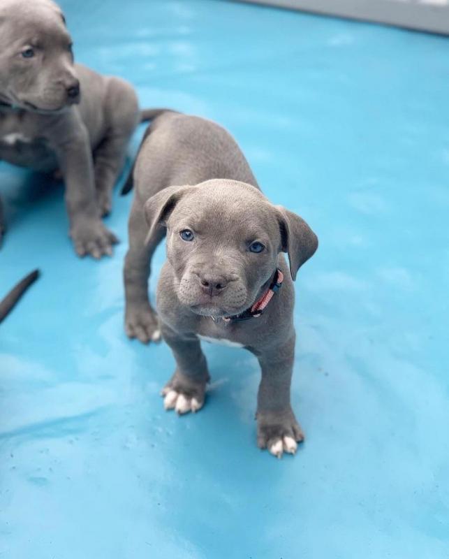 Blue Nose Pitbull puppies male and female looking for their forever home Image eClassifieds4u