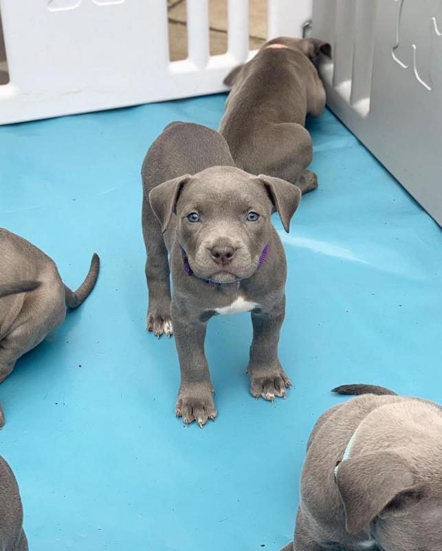 Lovely Cute Blue Nose Pitbull Puppies For Adoption Image eClassifieds4u