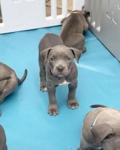 Blue nose pitbull PUPPIES FOR ADOPTION EMAIL Image eClassifieds4u 2