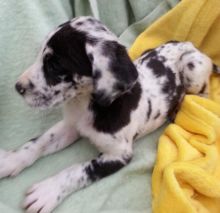 Beautiful Great Dane puppies for re homing