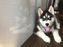 Blue eye home raised Siberian Husky puppies