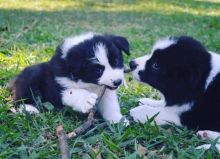 Border Collie Poppies For Adoption