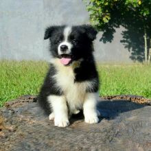 Border Collie Poppies For Adoption