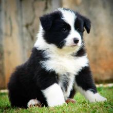 Border Collie Poppies For Adoption