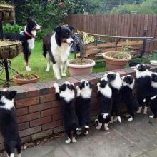 Border Collie Poppies For Adoption