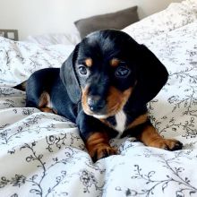 Dachshund puppies available in good health condition for new homes