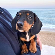 Dachshund puppies available in good health condition for new homes