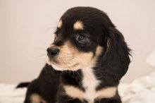 Female Dachshund Puppy { up-to-date }
