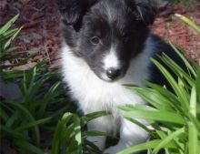 Gentle and Affectionate Sheltie Puppy