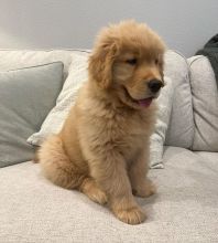 Golden Retriever Puppies Happy, Healthy And Fun loving