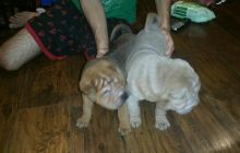 Healthy and Wrinkled Shar Pei puppies