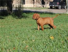 Home trained Vizsla puppies