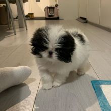 Japanese Chin Puppies With 2 Years Health Guarantee