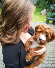 Labradoodle Puppies From Health Tested Parents