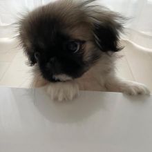 Pekingese Puppies Ready For Their New Families