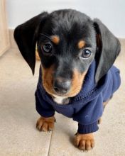 Purebred Dachshund puppies for adoption