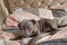 Staffordshire Bull Terrier Puppies