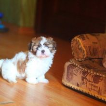 Super Pretty shih-tzu Puppies For Adoption