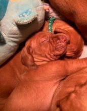 Vizsla babies available for PICKUPS