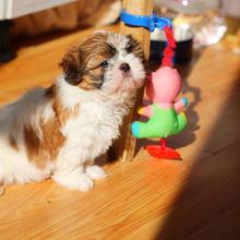 Wonderful Male And Female Shih Tzu Puppies for adoption