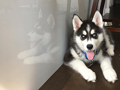 Blue eye home raised Siberian Husky puppies Image eClassifieds4u