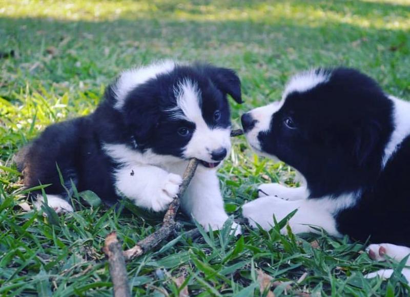 Border Collie Poppies For Adoptionb Image eClassifieds4u
