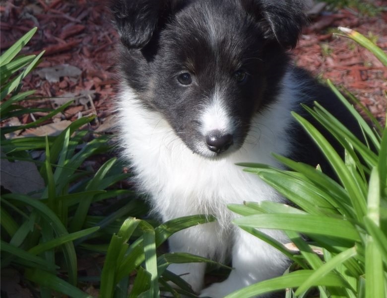 Gentle and Affectionate Sheltie Puppy Image eClassifieds4u