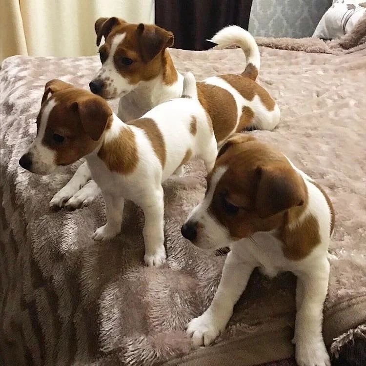 Joyful Jack Russell Puppies male and female puppies for adoption Image eClassifieds4u