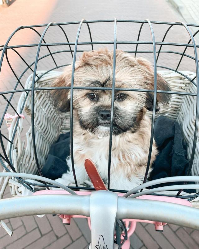 Lhasa Apso Puppies Available With Complete Vaccinations Image eClassifieds4u