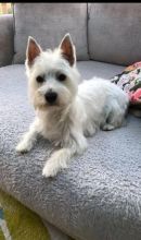 Friendly Westie Terriers / Contact us now email provided Image eClassifieds4U