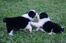 Border Collie Poppies For Adoption Image eClassifieds4U
