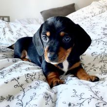 Dachshund Puppies Male and Female for adoption Image eClassifieds4U