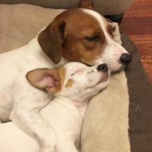 Joyful Jack Russell Puppies male and female puppies for adoption Image eClassifieds4u 4