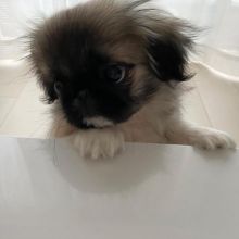 Pekingese Puppies Ready For Their New Families Image eClassifieds4U