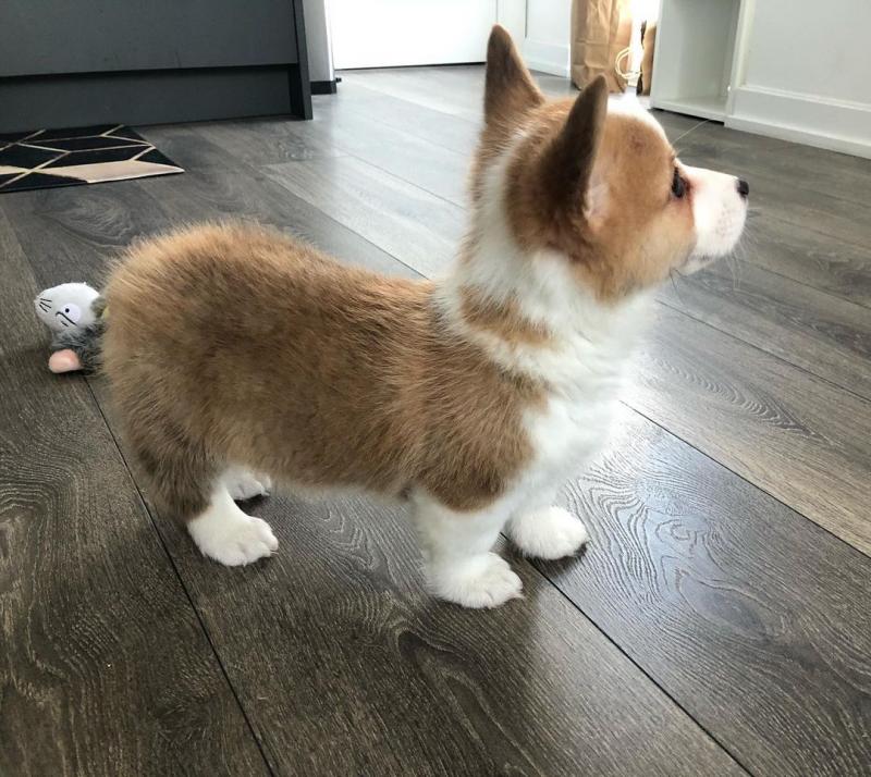 Pembroke Welsh Corgi Puppies Ready To Find New Homes Image eClassifieds4u