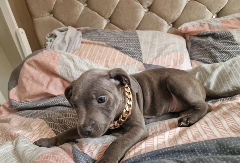 Staffordshire Bull Terrier Puppies Image eClassifieds4u