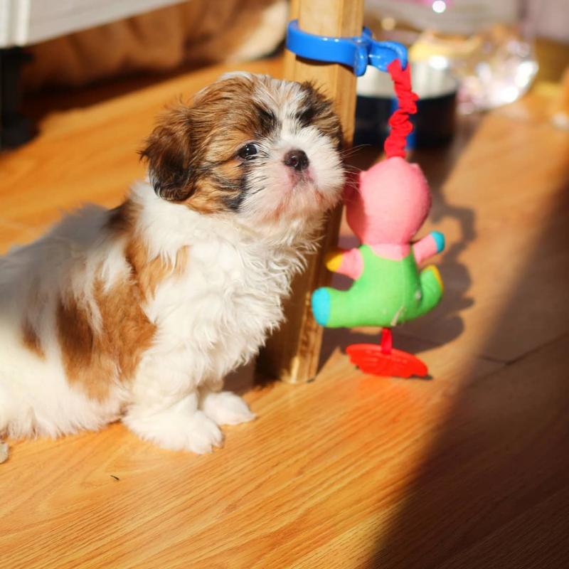 Wonderful Male And Female Shih Tzu Puppies for adoption Image eClassifieds4u