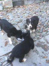 🐾 Beautiful Tri color Border Collie Pups 🐾