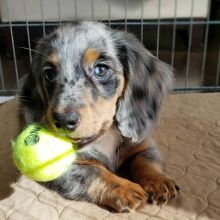 Dachshund Puppies Available With Microchip And 1st Vaccination