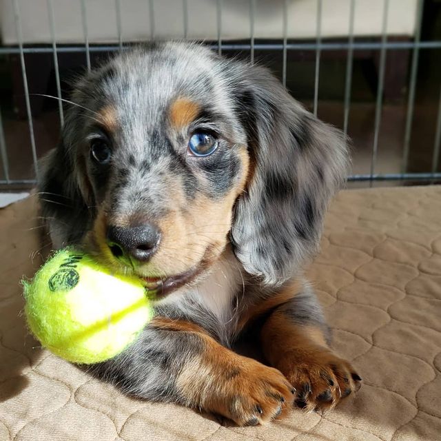 Dachshund Puppies Available With Microchip And 1st Vaccination Image eClassifieds4u