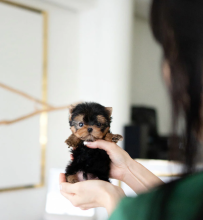 Miniature Yorkshire terrier Mini Image eClassifieds4u 2