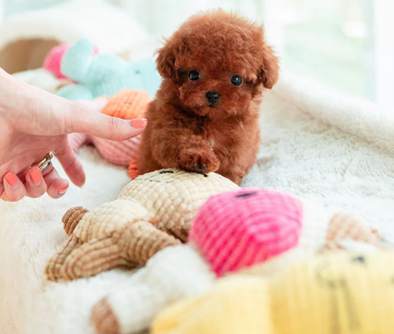 Stunning litter of Toy Poodle puppies Image eClassifieds4u