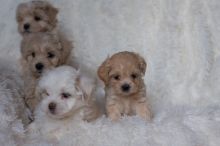 Adorable cute little Morkies and Maltese