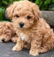 Amazing Maltipoo puppies for new homes