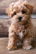 Amazing Maltipoo puppies for new homes