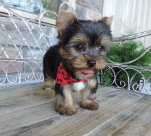 Yorkie puppies searching for loving homes